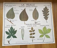ancienne carte Affiche scolaire école pédagogique Rossignol Feuille Tiges