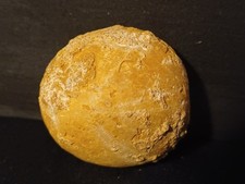 Oursin Fossile Collyrites