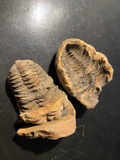 fossil trilobite du Maroc avec