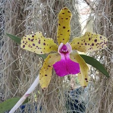 Cattleya Granulosa x aclandiae