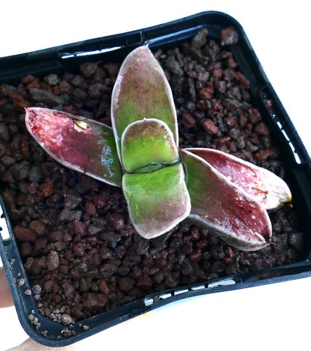 Gasteria nakano 中野 - nakano,
