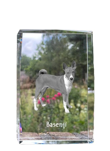Basenji kongo terrier - basenji,, kongo-terrier