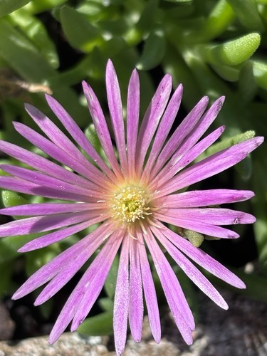 Delosperma african queen