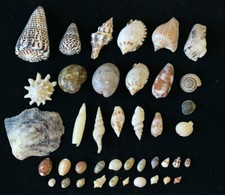 41 Coquillages divers