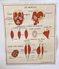 Ancienne Carte Scolaire Rossignol N°13 et N°14 Les Muscles/ Squelette