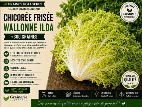 Chicorée frisée wallonne - frisée,