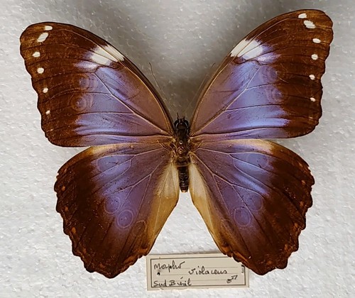 Morpho helenor ssp violaceus - helenor,