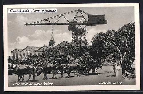 Carte postale barbade cane - carte,
