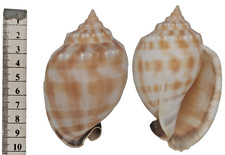 Coquillage de collection