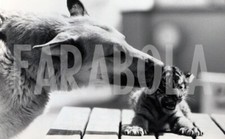 Photo de presse vintage Berger