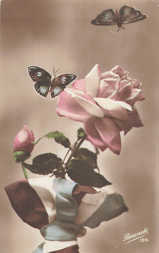 Papillons autour roses - autour,