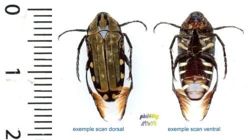 Cetoniidae pogonotarsus - -,