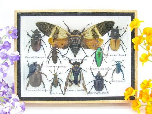 Insectes exotiques réel - 3d,