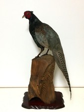 animaux en peluche japonais