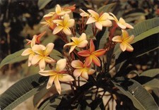 DOM-TOM-MARTINIQUE FLEURS DE FRANGIPANIER-N�TB3556-A/0251