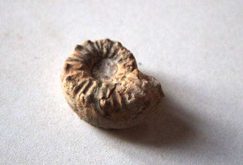 Fossile ammonite genre - d'ammonite, du