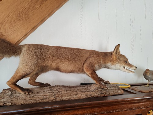 Ancienne taxidermie renard - taxidermie,