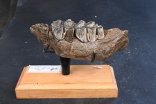 Machoire  de cerf elaphe fossile Pléistocéne Mer du Nord 130mm