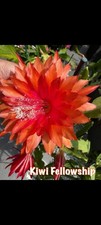 Epiphyllum kiwi fellowship - kiwi,