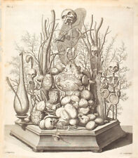 Cabinet de curiosité planche