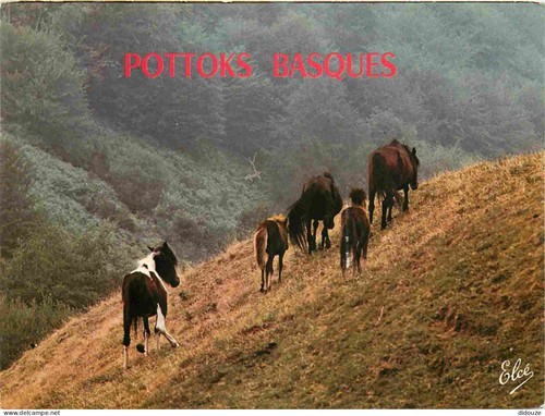 Carte postale animaux - carte,