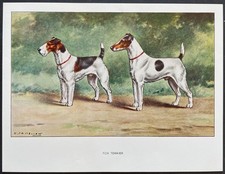Fox terrier Reproduction couleur 1960 François Castellan
