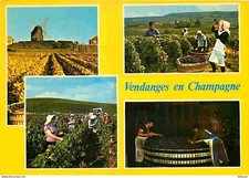 Carte Postale - Vignes -