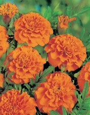 Lot De 25 Graines Oeillet D'inde Sunkist Très Nain Fleurs Semences Graines Seed