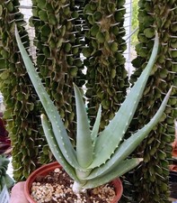 ALOE GLOBULIGEMMA cactus kakteen cacti caudex plante grasse succulenten
