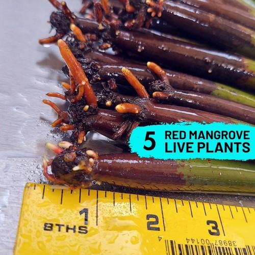 Red mangrove tree live - tree,
