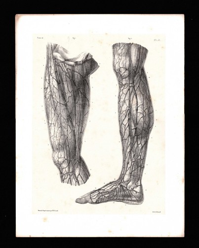 Planche anatomie bourgery - planche,