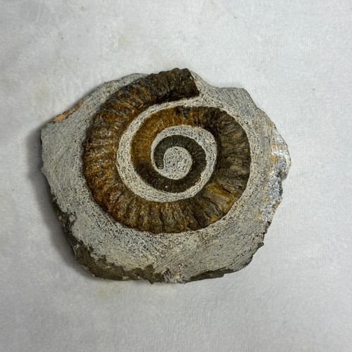 Enticing ammonite from morocco - enticing,