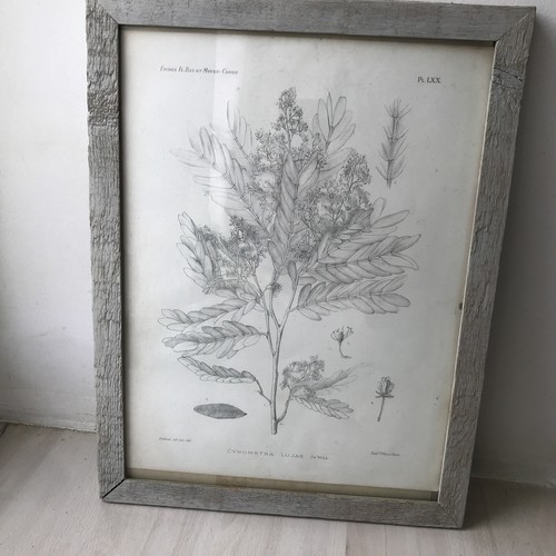 Gravure 1906 herbier deleval - gravure, herbier/deleval