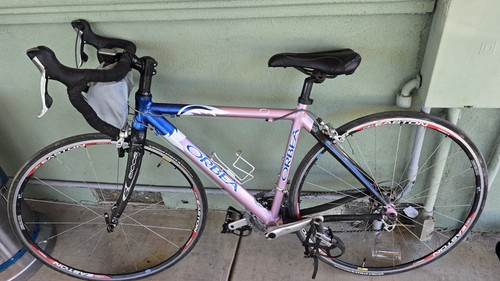 Orbea mitis - mitis, 2