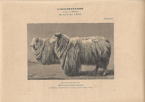 Antique print montino - antique,