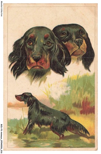 Bcdp3 0187 animaux chien - bcdp3-0187-animaux,