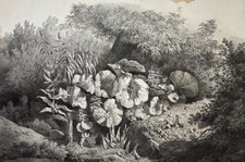 Roseaux LITHOGRAPHIE Hubert RENOUX Villain BOTANIQUE Fleurs Arbres XIX°