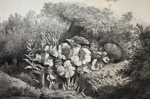 Roseaux lithographie hubert - roseaux,