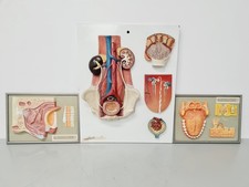 3 X Modèles D'anatomie