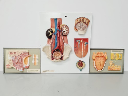 Modèles d anatomie - 3, x