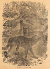 SIBÉRIE ( RU ) REPAIRE DE LOUPS DANS L' OURAL / GRAVURE ENGRAVING 1869