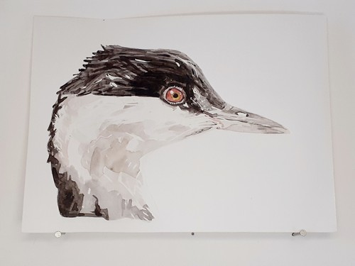 Grèbe esclavon aquarelle - grèbe,