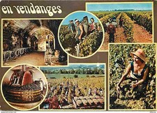 Carte Postale - Vignes -