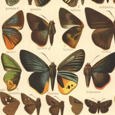 Adalbert Seitz Papillon Ismene Suastus - Lithographie Entomologie