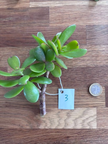 Crassula ovata arbre - arbre, jade