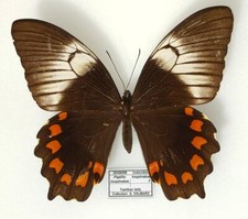 Papilio inopinatus femelle -