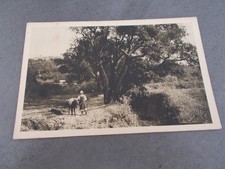 VAR.LE LAVANDOU.ARBRE