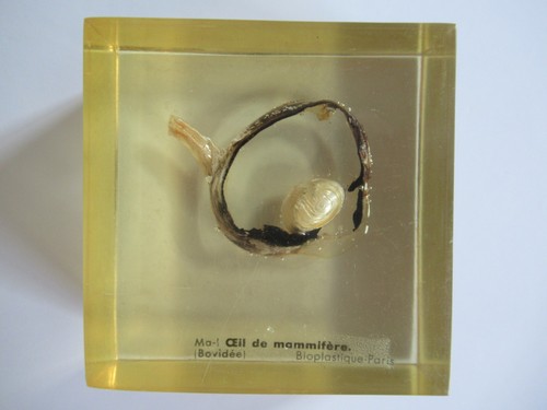 Inclusion resine oeil - inclusion, en