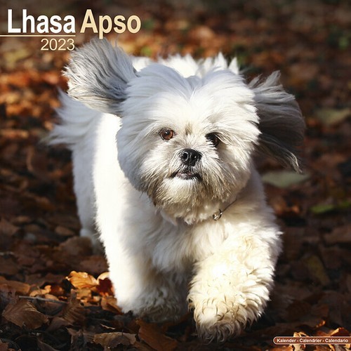 Calendrier 2023 lhassa apso - lhassa,