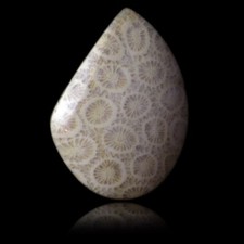★☆ CORAIL FOSSILE 62,75 CT